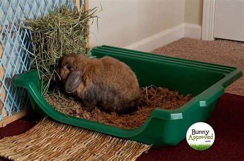 self cleaning rabbit litter box